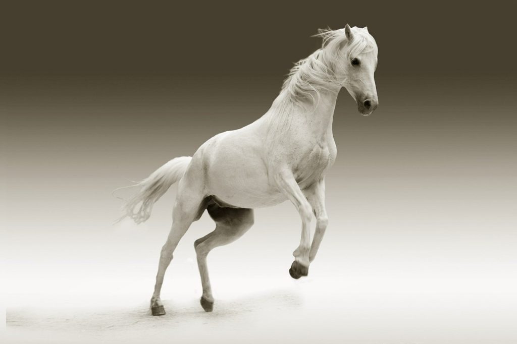 白馬の写真