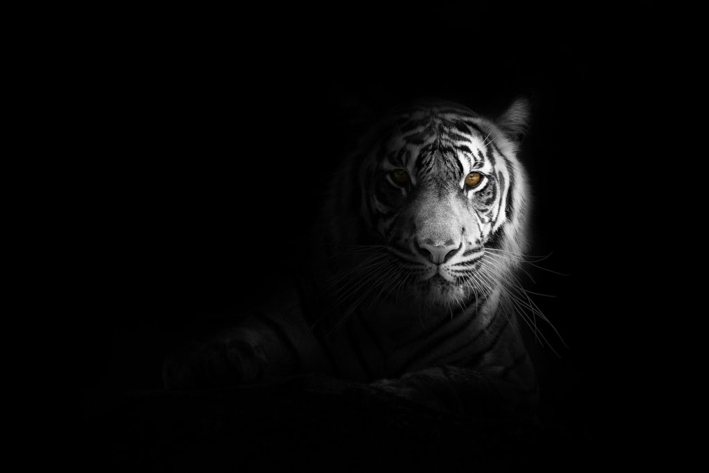 虎の写真