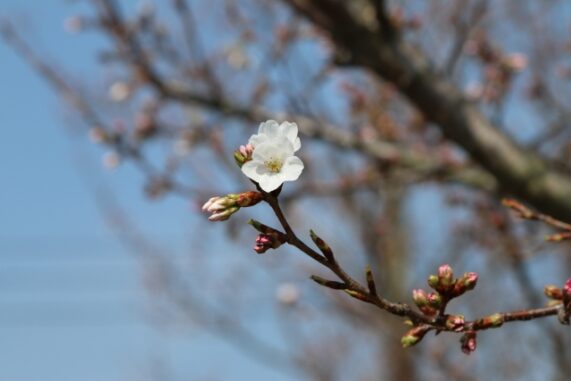 桜の開花写真