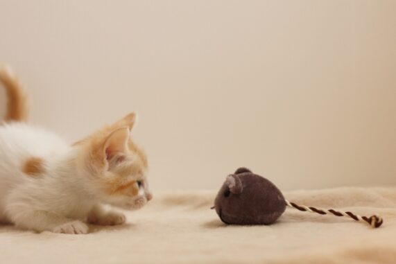 子猫とねずみのおもちゃの写真