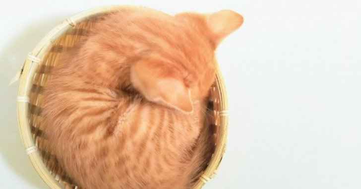 ザルの中で丸まって眠る猫の写真