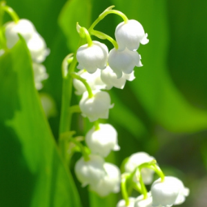 初夏はいつから 初夏の花は 季語や使い方 英語表現についても紹介 なるほどぽけっと