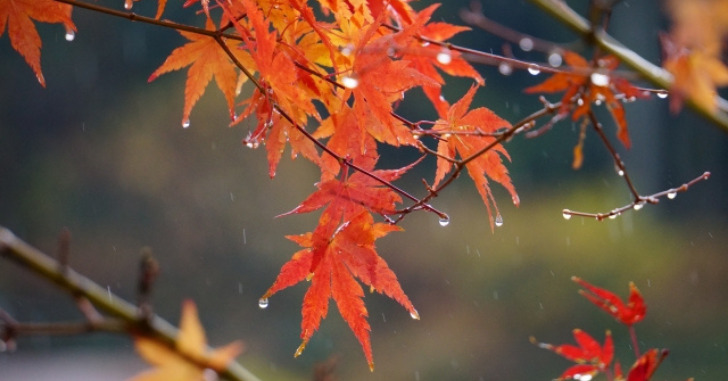 紅葉に降りかかる雨の写真