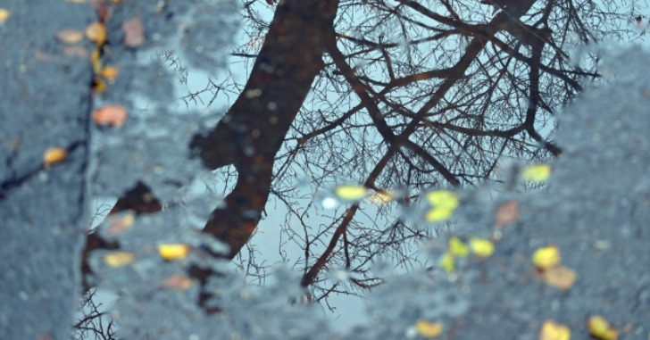 水たまりに映る冬の木の写真