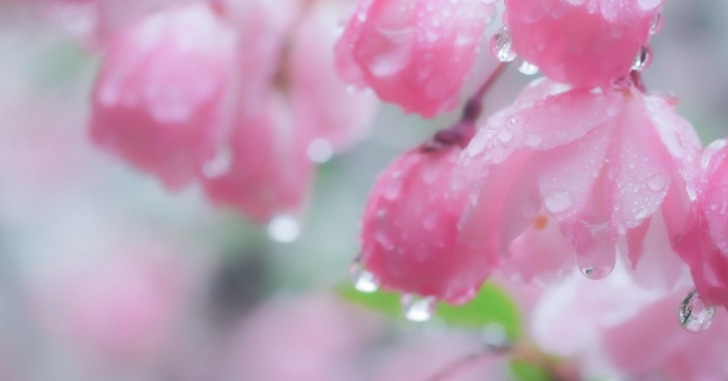 桜にかかる雨の写真