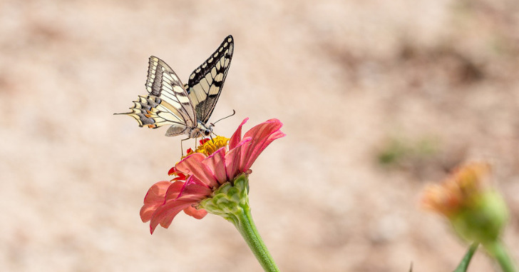 アゲハ蝶が花のみつを吸っている写真