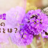 白い蝶と紫のお花の写真