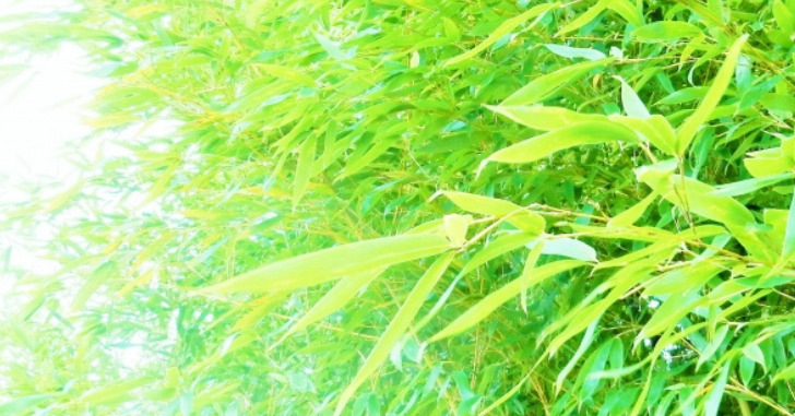 竹藪の写真